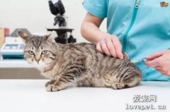 什么时候给小猫咪打疫苗比较好?