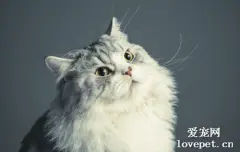 小猫感冒了怎么办?