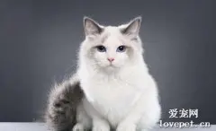 猫结石吃什么药能化石?