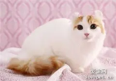 猫体内有虫的症状是什么