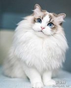 为什么养布偶猫时要多梳毛？