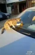 大橘在车上趴着，还对着车里的招财猫这样做，太萌了