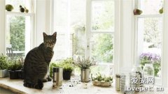 家里养猫需要注意什么？