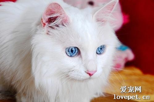 猫咪红眼的病因、症状及治疗方案