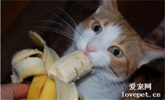 猫咪能吃香蕉吗？猫咪吃香蕉好不好？
