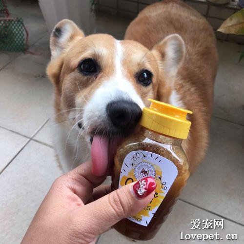 狗狗能吃生蜂蜜吗？宠物狗吃蜂蜜的好处？