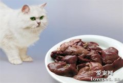 猫咪不能吃猪肝？