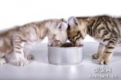 幼猫什么时候可以开始喂猫粮？