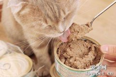 猫咪猫罐头多久吃一次比较合适？