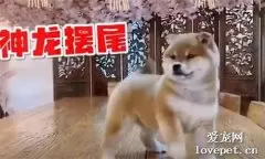 新年到！小柴犬为大家表演一段自创“舞狮”…