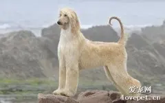 什么是阿富汗猎犬？阿富汗猎犬有哪些样貌特征和生活习性？