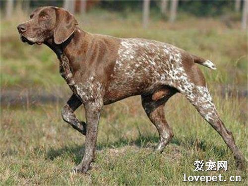 什么是波音达猎犬？波音达猎犬的样貌特征和生活习性