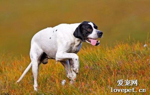 什么是波音达猎犬？波音达猎犬的样貌特征和生活习性