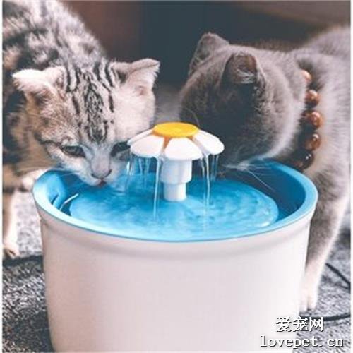 让猫咪多喝水的5个小技巧