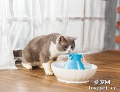 四种方法帮助宠物猫咪和狗狗多喝水