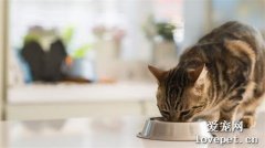 如何判断猫咪是否已经吃饱？