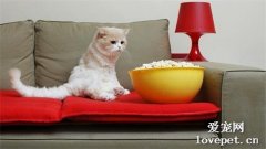 猫咪能吃爆米花吗？爆米花对猫咪安全吗？