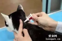 猫咪第一次体外驱虫在什么时候？