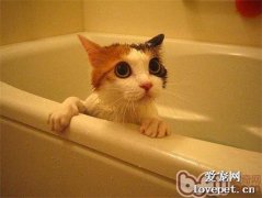 给猫咪洗澡分有哪些步骤