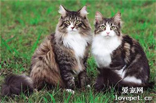 缅因猫能活多长时间？缅因猫的寿命是多少？