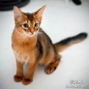 如何选购索马里猫？