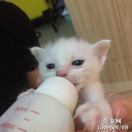 宠物小猫不吃奶该怎么办？有没有办法喂母乳？