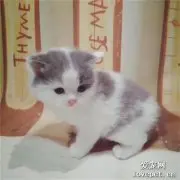 猫咪为什么不能吃蛋白