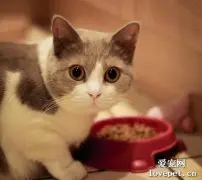 猫饿了会有什么表现？