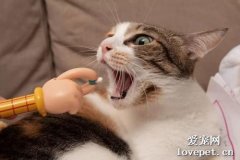 猫吃甲硝唑最多吃几天？