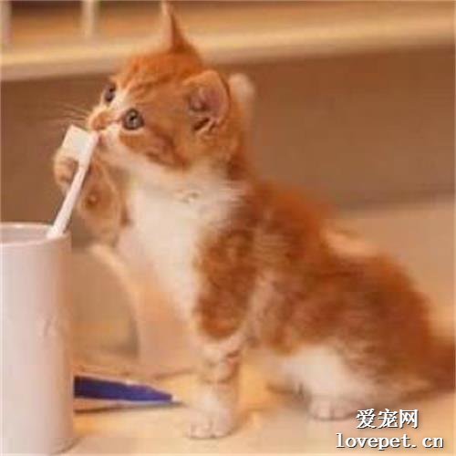 猫咪需要刷牙吗?多久刷一次合适呢?