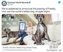 世界最高狗狗弗雷迪去世，站立时身高超2米…