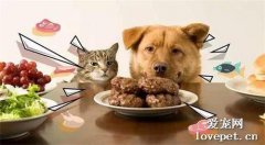 狗狗为什么喜欢吃猫粮？
