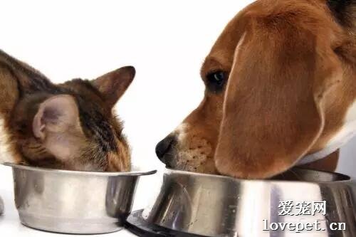 狗狗为什么喜欢吃猫粮？