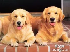 狗狗拉血便精神很好怎么回事?