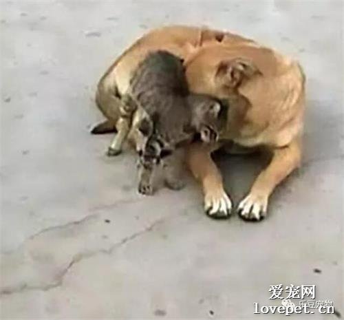 马来相依为命的流浪狗和小猫，双双被毒死在路边，照片令人心碎