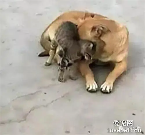 马来相依为命的流浪狗和小猫，双双被毒死在路边，照片令人心碎