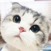 家里的猫咪一直叫是怎么回事？