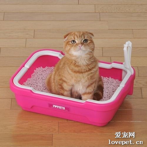要不要为猫咪选择全封闭的猫砂盆？