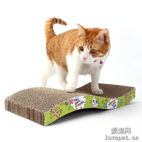 如何帮助你的小猫咪使用猫抓板？