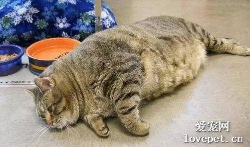 猫咪肥胖怎么办？切勿靠节食来减肥