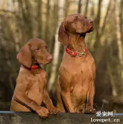 狗狗致命疾病的预兆近在眼前，万万不可忽视！