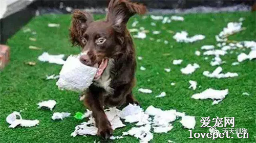 狗狗为什么爱撕纸？