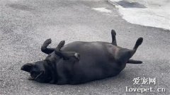 邻居家的狗狗躺在路上晒太阳，网友出门吓了一跳：我以为是头野猪！