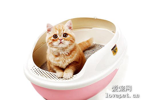 如何给猫咪选购猫砂盆？购买猫砂盆注意事项