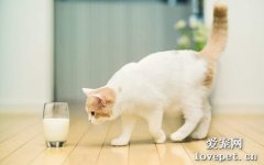 猫咪溴氯菊酯中毒怎么办？
