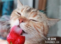 猫咪能吃草莓吗？