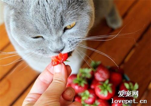 猫咪能吃草莓吗？
