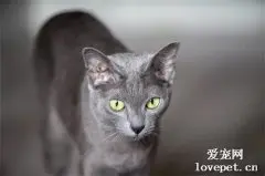 如何正确的护理克拉特猫？