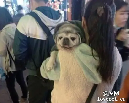 主人抱狗子去逛夜市，路人看到后惊呼：你养的是树懒吗？