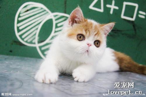 如何挑选一只纯种的异国短毛猫（加菲猫）？